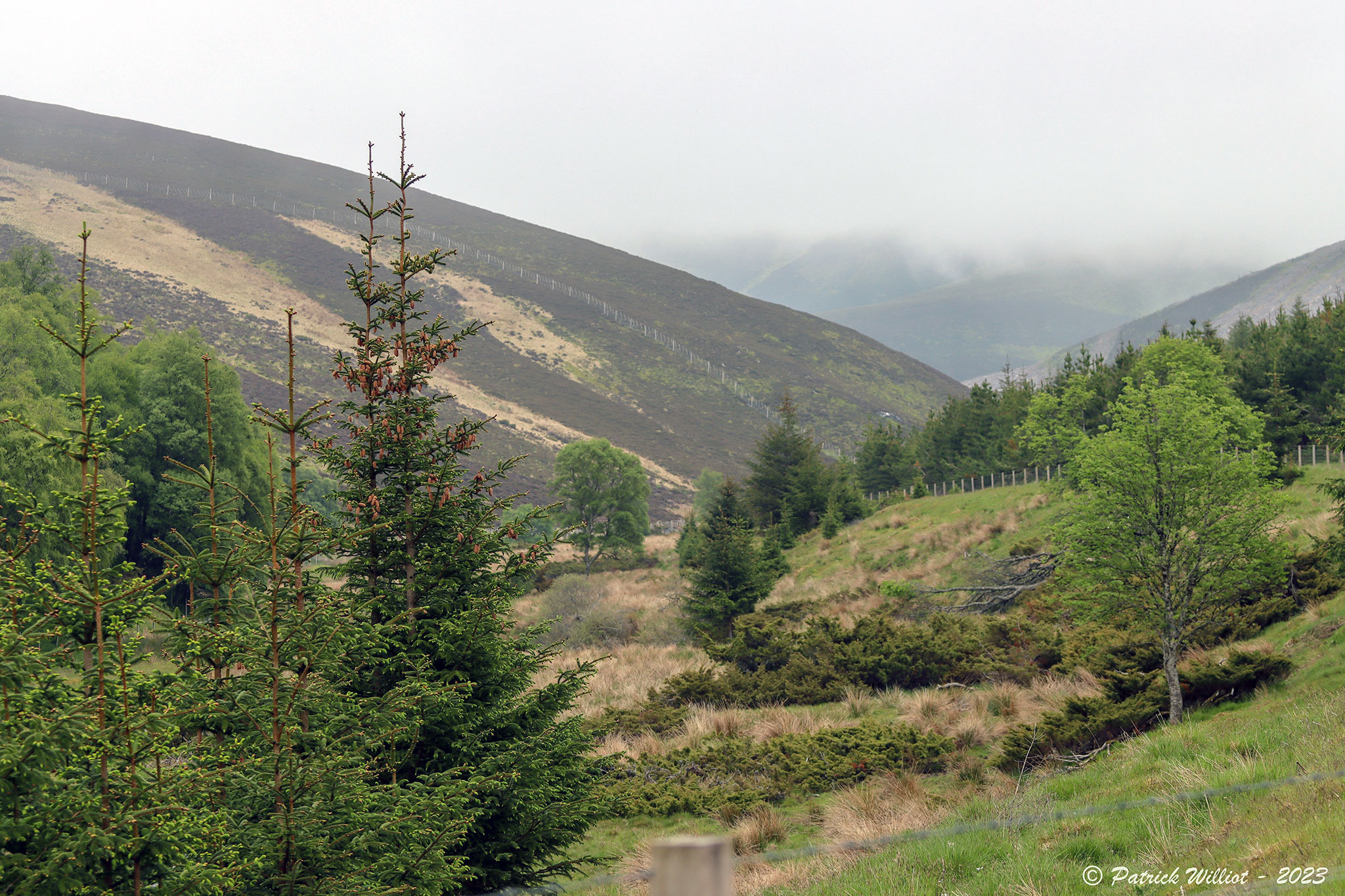 Easter Gaulrig
